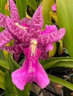 Miltassia Dark Star 'The Orchidworks'! • $44.95