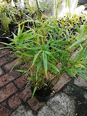 Bamboo FARGESIA RUFA LIVE Potted Plant 2L Pot Healthy Live Screen • £17.99
