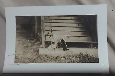 Vintage Dog Photograph Antique Sepia Dog Nursing Puppies 1940s Pets • $0.99