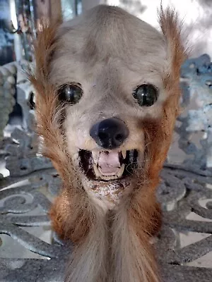 RINEHART Vintage Taxidermy Oddity Curiosities Chimera Deer Rear - Canine Face • $299.99