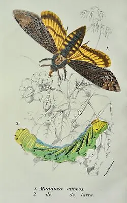 Lepidoptera Moths MANDUCA ATROPOS & LARVA Original Victorian Print C1897 • $15.85