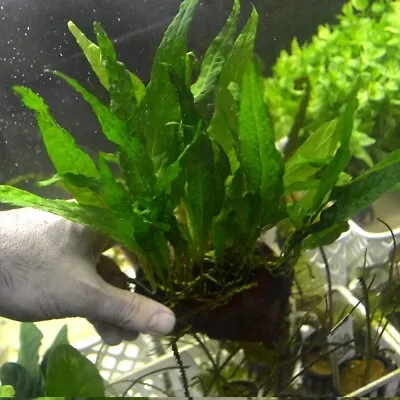 Live Plants On Driftwood Aquatic Plants For Aquariums Vivariums Microsorum • $99.99