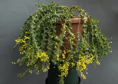 Acacia  Pravissima. Baby Cascading  .mimosa .rare.shrubwattle Plant 9cms Pot • £10.99