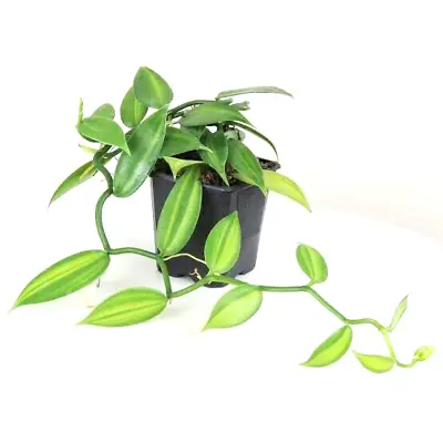 5 Vanilla Planifolia Orchid Plant Species Rooted-Live Cutting Vanilla Bean Plant • $23.99