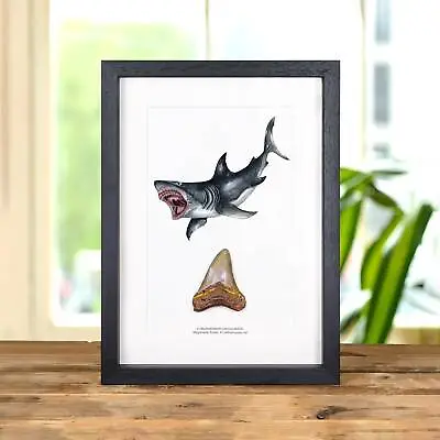 3 Inch Megalodon Shark Tooth & Illustration (Carcharodon Megalodon) Fossil In Bo • £93.99
