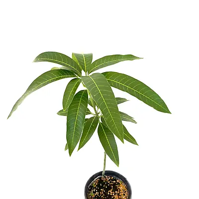 GRAFTED MANGO ALPHONSO (MANGIFERA) LIVE FRUIT TREE 2’-3’ Feet • $79.99