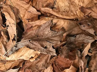 Decayed Maple Leaves - 8 Gallons - For Isopods Millipedes Vivariums Etc. • $49.95