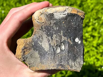 HUGE Fossil Tylosaurus Mosasaur Vertebrae With Bite Marks Texas Dinosaur Bones • $299.99