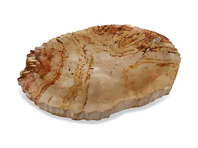 Soap Dish Natural Stone 15cm Petrified Wood Stone Soap Bowl Bathroom • £40.68