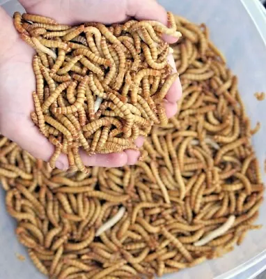 Live GIANT Mealworms Pet Reptile & Bird JUMBO Meal Worm BIG Living Food Feeders • $14.65