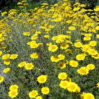 Anthemis Tinctoria 'Compacta' 9cm Pot - Dyer's Chamomile - Golden Yellowshort. • £4.99