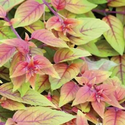 £4.20 • Buy 6 Trailing Fuchsia Autumnale Stunning Variety  Hanging  Basket Patio Plug Plants