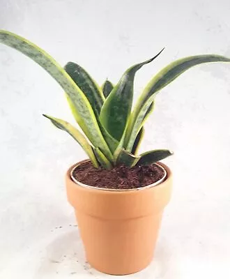 Snake Plant Sansevieria Superba Robusta Mother In Laws Tongue In 4  Clay Pot • $45.95