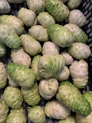 Noni Fruit (1 LBS) The Actual Fruit Morinda Citrifolia Indian Mulberry • $39.75