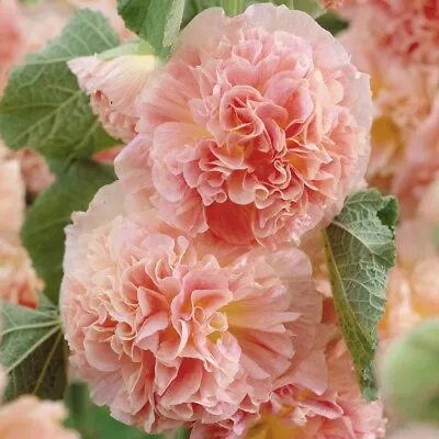 Hollyhock Alcea Rosea Chater's Apricot - Potted Plants • £8.99