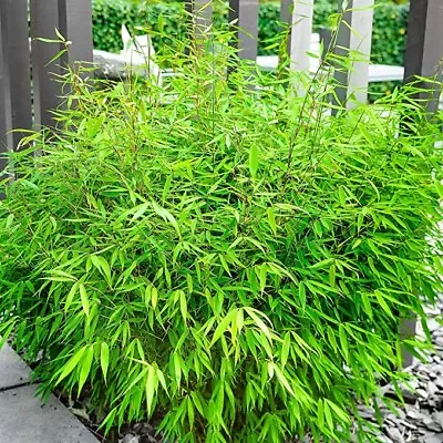 Bamboo Fargesia Rufa Live Sustainable Easy Grow Bare Root Bamboo 5-6 Stems • £12.99