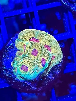 Fascination Favia Coral King Wysiwyg Live Coral Frag • $6.99