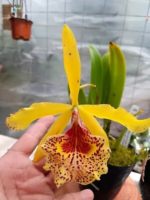 $45 • Buy FPOrchids Cattleya Bc. Keowee Mendenhall
