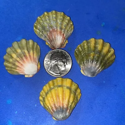 4 BIG Ones HAWAII HAWAIIAN SUNRISE SHELL Shells CoLoRs Sunriseshells PENDANTS ?? • $130