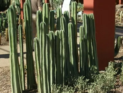 JUMBO 24  Mexican Fence Post Pachycereus  Marginatus Cactus CUTTING • $45