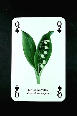 1 X Playing Card Of The Herb Lily Of The Valley - Queen Of Clubs • £2.04