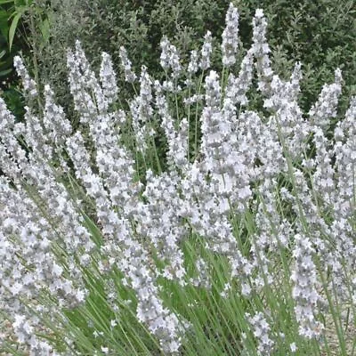 3x Lavender White Flowering Edelweiss Plug Plants Perennial Fragrant Flowers • £9.99