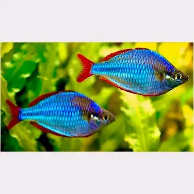 6 X Neon Dwarf Rainbowfish Melanotaenia Praecox Tropical Fish • £15