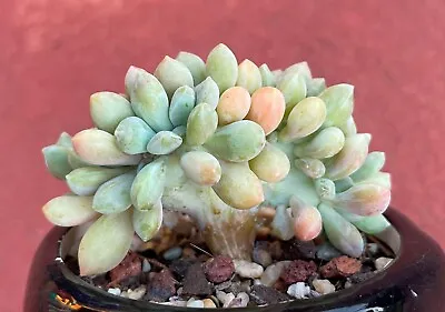 Graptophytum Supreme Crested Succulent Cutting X 1 • $3.50