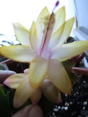 6 X Mix Schlumbergera Zygocactus Cutting 1 Of Each As Named W/ Dutch Yellow • $23