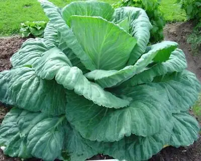 Giant Cabbage - Seeds - Organic - Non Gmo - Heirloom Seeds – Vegetable Seeds  • $2.99