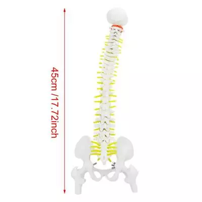 Flexible Human Spine Model Stand 45cm Removable Anatomy Medical Study • $24.57