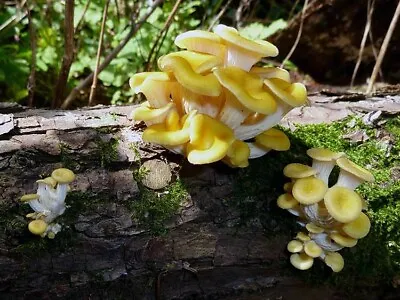 100+ Organic Gold Oyster Gourmet Mushroom Plugs For Log Inoculation USA • $15