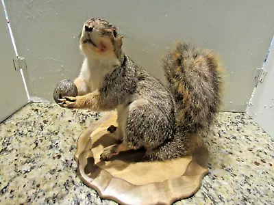 Vintage Squirrel Taxidermy Mounted On Wood Holding A Nut • $99.99