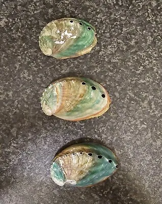 Mixed Colour Abalone Sea Shells • £5