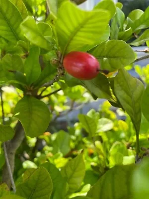 Miracle Fruit Plant Synsepalum Dulcificum Small Seedling • $16.98