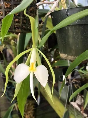 Night-Fragrant Orchid Species Epidendrum Parkinsonianum! Lg Flowers Long Leaves • $40