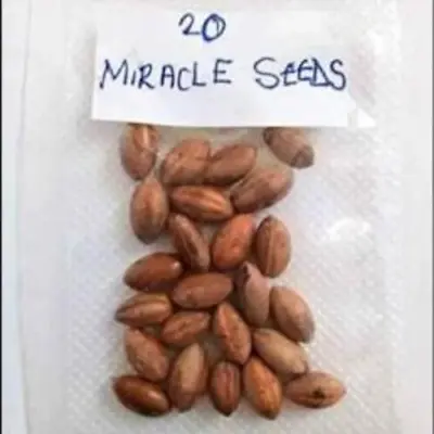 Miracle Fruit Seeds - (20 Seeds) Extra Rare Organic Variety For Home Growing • $45.95