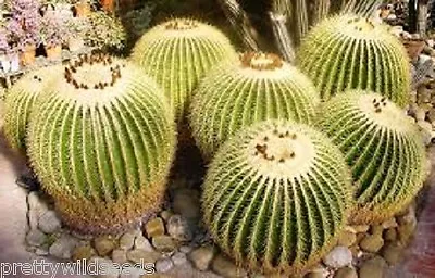 Echinocactus Grusonii Golden Barrel Cactus Fresh Seeds  • £2.50