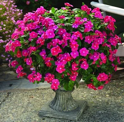 Vinca Seeds Cora Cascade Cherry 25 Seeds • $5.25