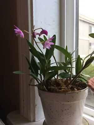 1 Barefoot DENDROBIUM KINGIANUM Miniature Fragrant Orchid 1-2 Years Old • $7.99