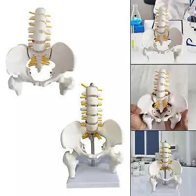 Human Pelvis Miniature Vertebral Column Model With Pelvis And Leg Bones Teaching • $30.17