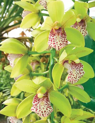 OoN Cymbidium Orchid 5246 Paradisian Tiger 'Green Falls' 68mm SLC NEW2024 • $18