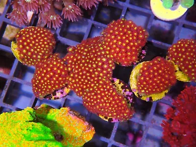 Iron Man Gonipora Marine Aquarium LPs Hard Coral  • £25