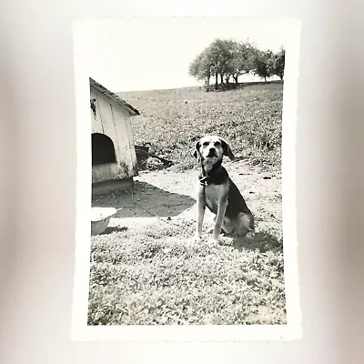 Beagle Chained To Doghouse Photo 1950s Olympia Washington Pet Dog Snapshot B3057 • $29.95