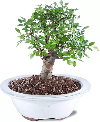 Brussel'S Live Chinese Elm Outdoor Bonsai Tree - 5 Years Old; 6  To 8  Tall With • $68.99