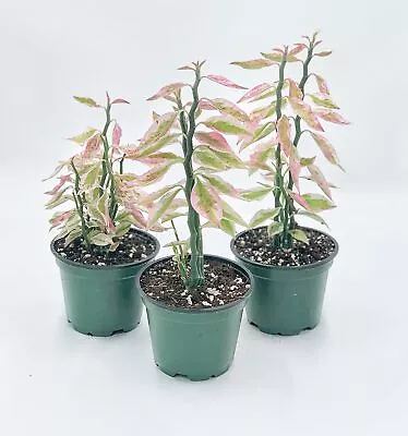 Variegated Devil's Backbone Devil's Roots Japanese Poinsettia Slipper Spurge • $29.99