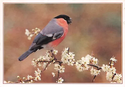 J Arthur Dixon Bird Etc Postcard Bullfinch Used Unused Goodplus Very Gd • £2.55