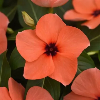 Vinca Seeds Vinca Tattoo Orange F1 Seeds 25 Seeds • $5.75