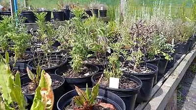 £6.99 • Buy Herb Plants 2l Pots. Large Assortment - Grown In Wales