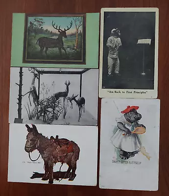 5 Vintage Postcards Lot (early-mid 1900's); Animals • $1.99